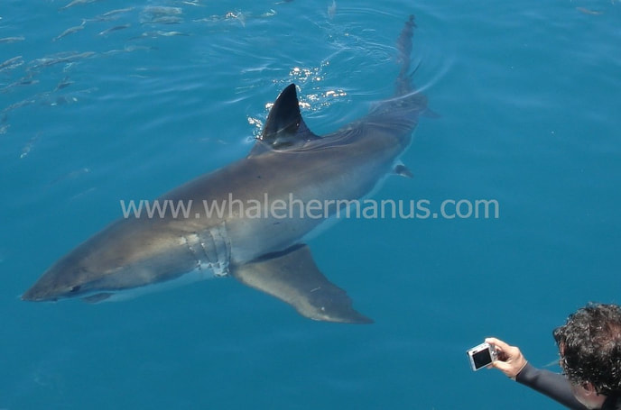Great White and Copper Shark cage diving trips in Hermanus, near Cape Town, South Africa