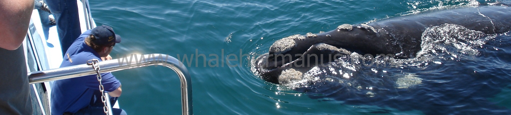 Whale watching boat trips in Hermanus, South Africa
