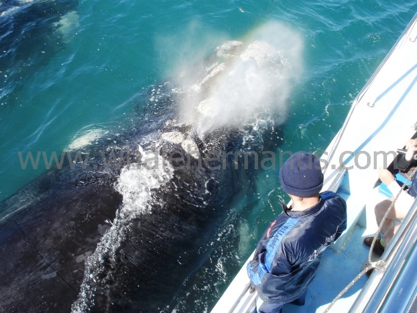 Whale watching boat trips, Hermanus, near Cape Town, South Africa