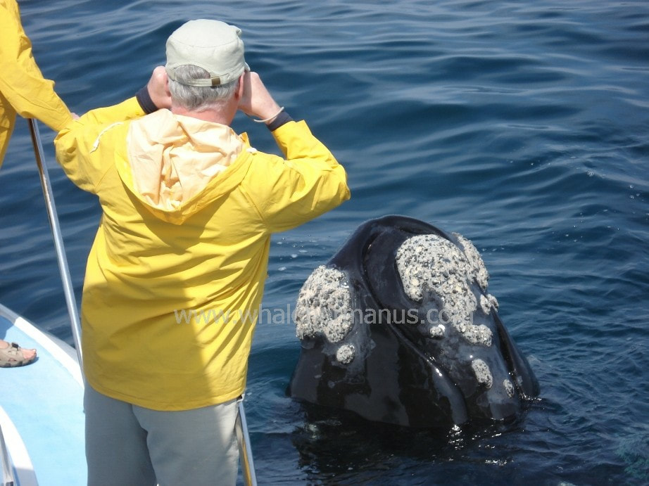 Whale watching boat trip, Hermanus, South Africa, near Cape Town