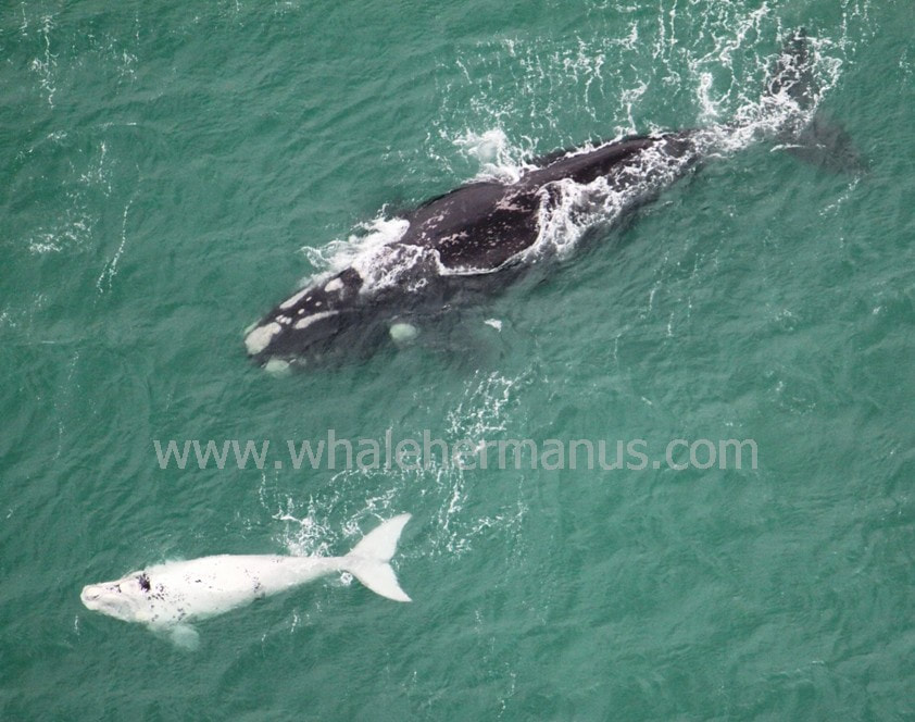 Mother and baby Southern Right Whales, Hermanus, South Africa, near Cape Town