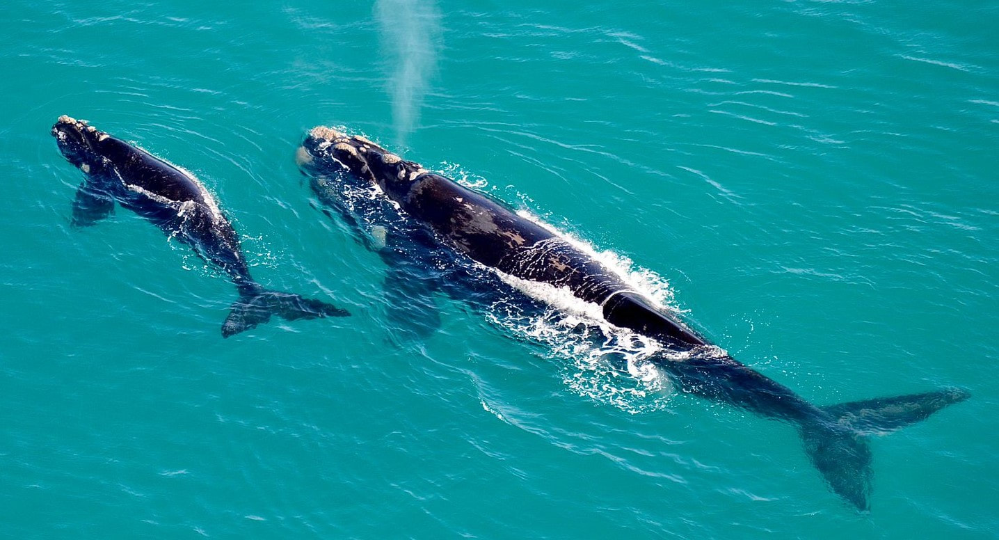 Southern Right Whales in Hermanus mother and baby, viewed from a helicopter flight - June to Dec each year