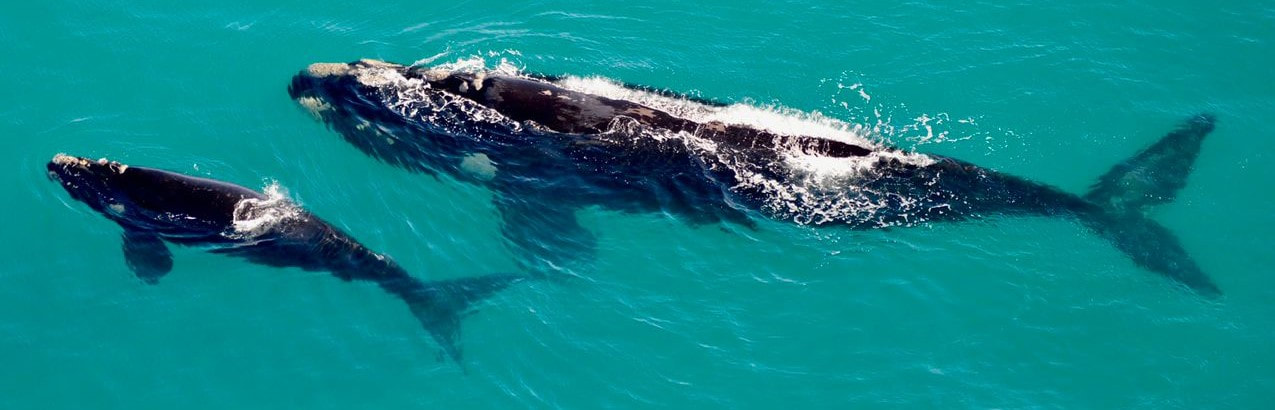 Southern Right Whales in Hermanus mother and baby, viewed from a helicopter flight - June to Dec each year