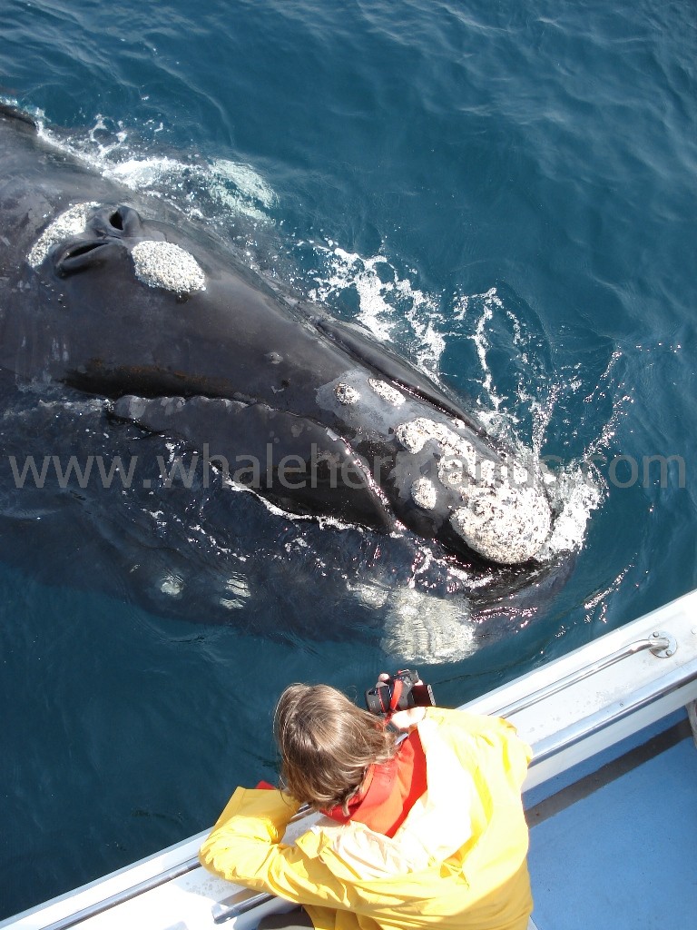 Whale watching boat trips at Hermanus, near Cape Town, South Africa