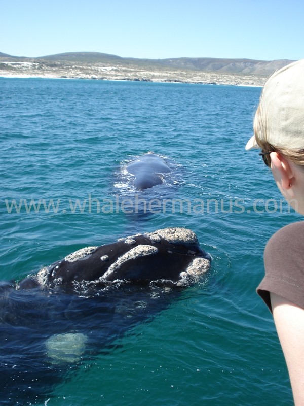 Whale watching boat trips, Whale watching Walking tours of Hermanus, near Cape Town, South Africa