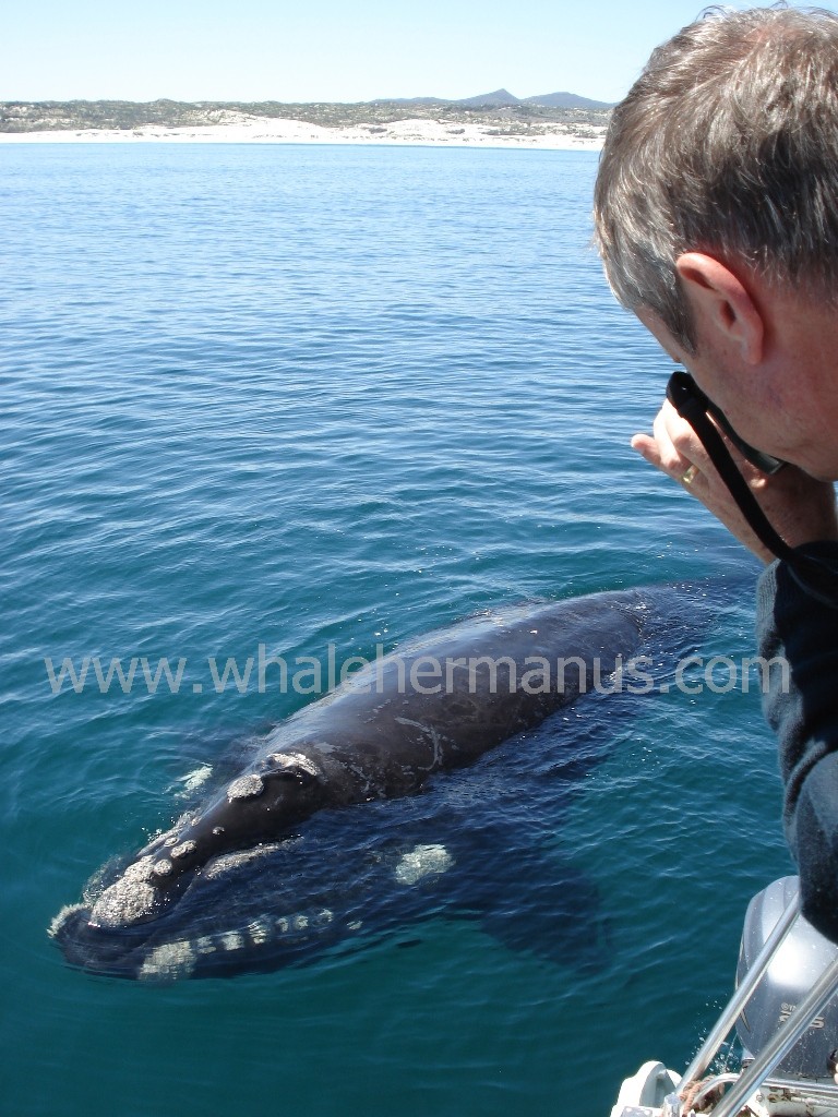 Whale Watching boat trips on Walker Bay, Hermanus, near Cape Town, South Africa