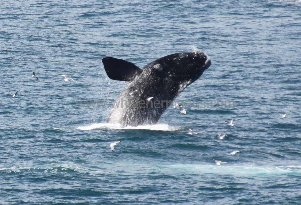 Southern Right Whale breaching jumping out of the ocean at Hermanus, South Africa, near Cape Town