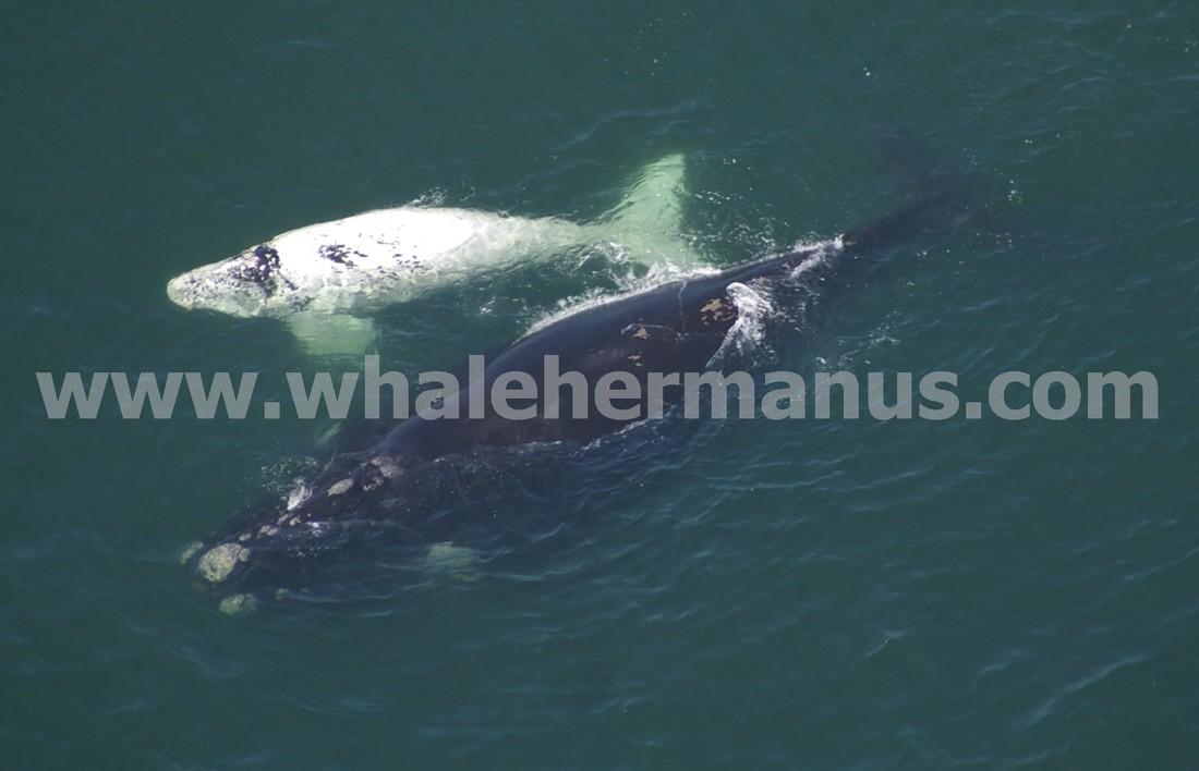 Whale watching Cessna plane and Helicopter flights over Hermanus, near Cape Town, South Africa
